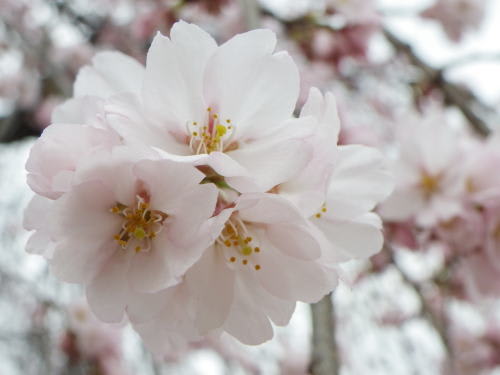 松本城公園西側の枝垂れ桜