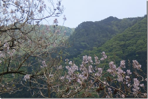 綺麗な桐の花
