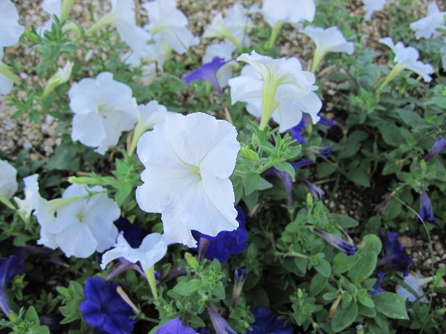 ペチュニアとサフィニア せっかくですから