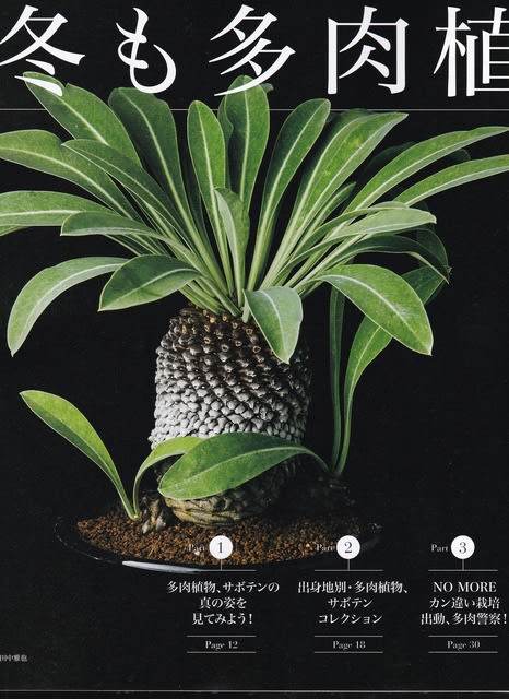 多肉植物＆サボテン特集～『趣味の園芸』2018年2月号 2018年1月24日（水） - peaの植物図鑑