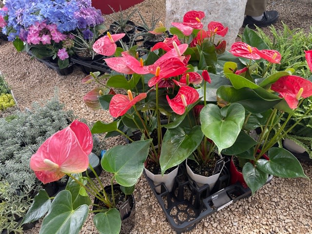 ピンクムーン 2 花の店 幸和ガーデン