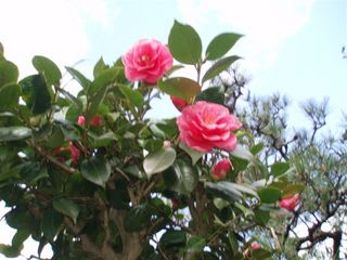 椿