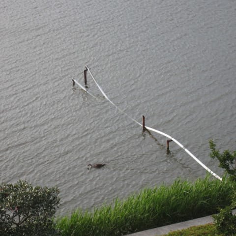 母の命日に 叔母と一緒に北潟湖畔荘に一泊しました お花が好き ぼおっと眺める草木との時間を記録して