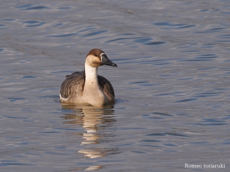 酒面雁 サカツラガン 気楽にとり 鳥 撮り 歩き