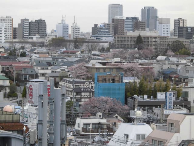 代々木上原 たった2週間で屋上からの景色は ピンク から みどり に 社会空間研究所 建築 まちづくり通信 代々木上原 たった2週間で屋上からの景色は ピンク から みどり に 社会空間研究所 建築 まちづくり通信