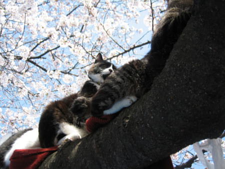 桜に猫ちゃん