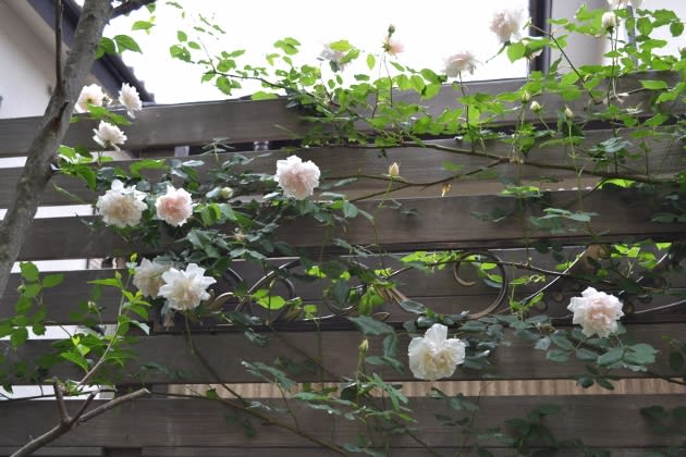バラ マダム アルフレッド キャリエール そして ラ レーヌ ビクトリア Haruの庭の花日記 Haru S Garden Diary