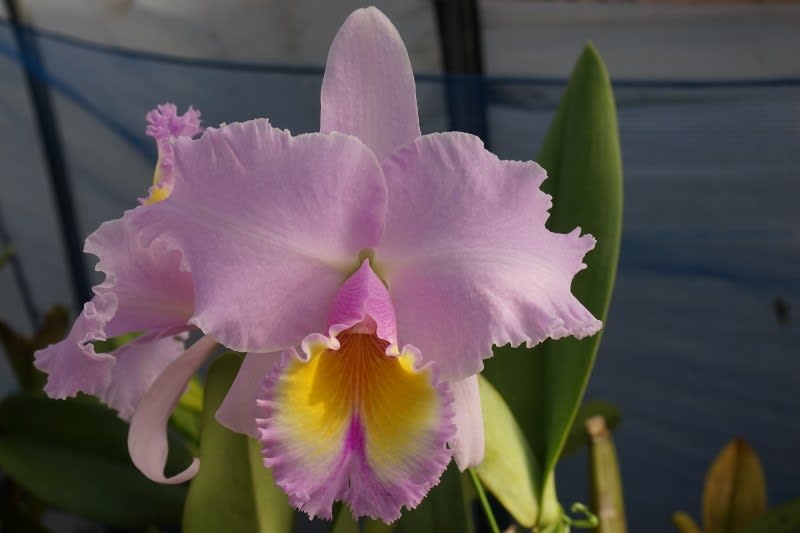 ○Rlc. Pastel Pageant'Maruga' - カトログ !! ~ カトレヤ交配 ○Rlc. Pastel Pageant'Maruga' - カトログ !! ~ カトレヤ交配