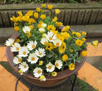 オステオスペルマムの元気な黄色い花と白い花