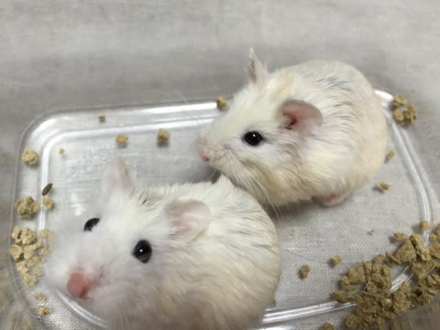 ロボロフスキーハムスターのハスキー ねずみのおうち ブログ ロボロフスキーハムスターのハスキー ねずみのおうち ブログ