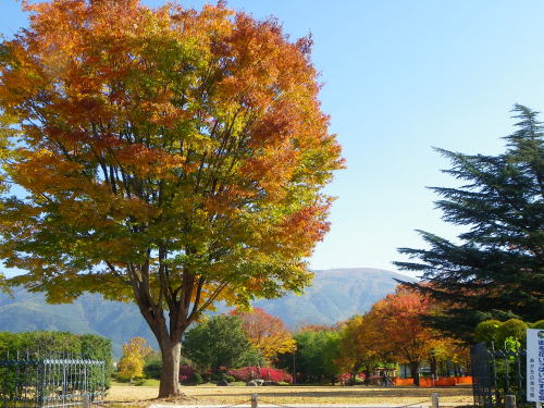 あがたの森の紅葉