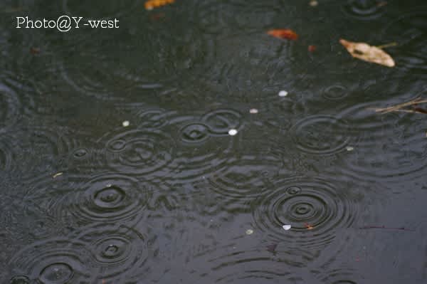 雨で散る梅の花 Photo Y West