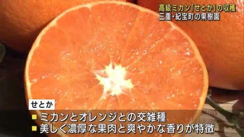 柑橘類の大トロ 高級ミカン せとか の収穫 美しく濃厚な果肉と爽やか香り 22年2月26日 土 Peaの植物図鑑