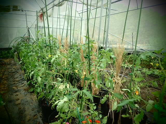 育苗中のトマトの灌水 畑 野菜の記録