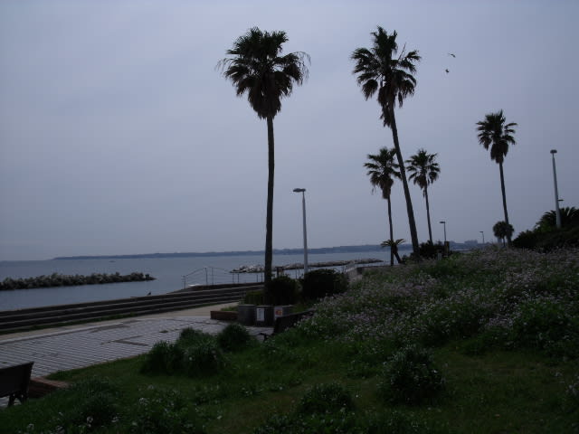 三浦半島 久し振りのような 最後に笑え