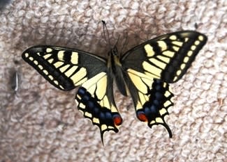 アンビリバボー 室内の窓際に羽化直後 のアゲハチョウ く にゃん雑記帳 アンビリバボー 室内の窓際に羽化直後 のアゲハチョウ く にゃん雑記帳
