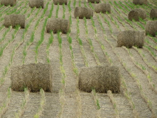 稲藁ロール mt77のblog 稲藁ロール mt77のblog