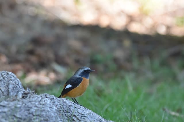 ジョウビタキ 弥富野鳥園情報 ジョウビタキ 弥富野鳥園情報