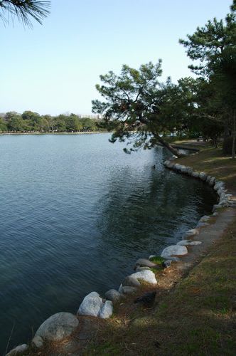 water004.jpg: 大濠池の水面と松