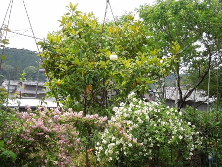 超大輪の矮性タイサンボクの花が咲いた 香りバイカウツギ ベルエトワール とサラサラウツギも みどりの一期一会