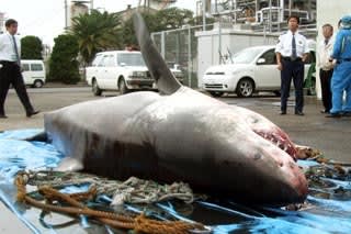 東京湾にジョーズ 体長５メートルのサメの死骸 ランスの愉快なブログ