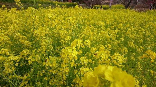 館山より 菜の花畑 南房総の青空の下で スプリングガーデン 館山より 菜の花畑 南房総の青空の下で スプリングガーデン