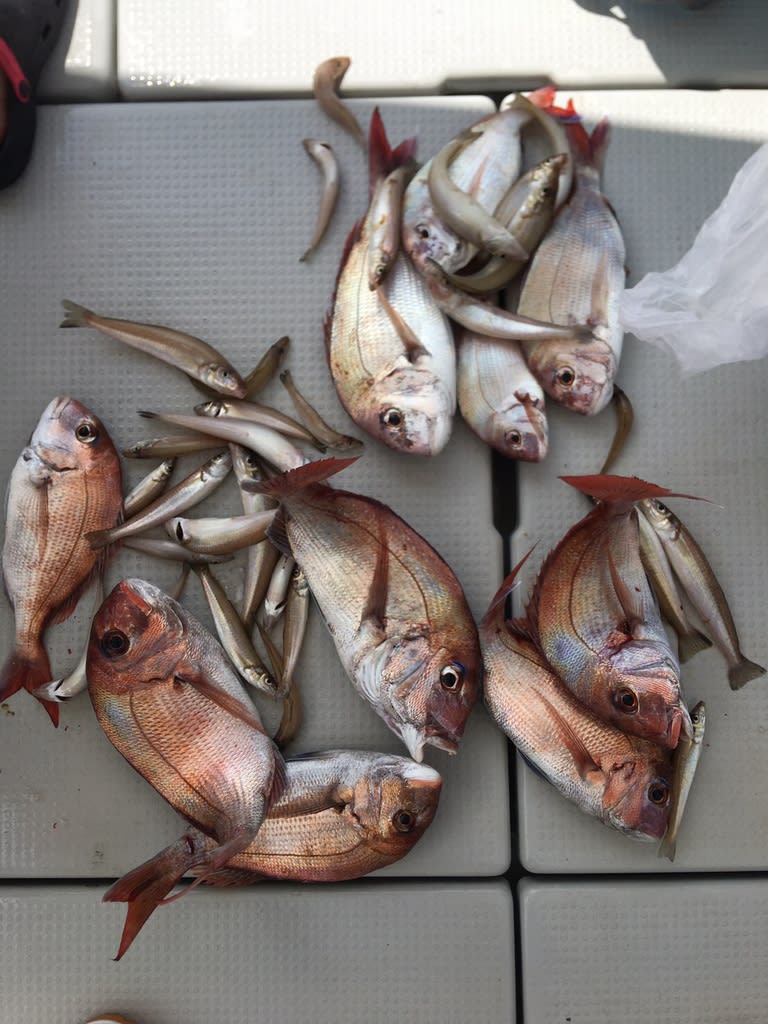 本日の釣果 7 3 瀬戸内岡山遊漁船 シルフィード 桜生丸 本日の釣果 7 3 瀬戸内岡山遊漁船 シルフィード 桜生丸