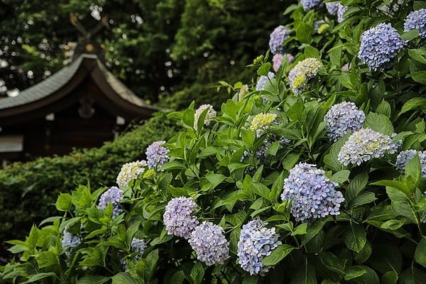 吉備津神社 紫陽花 万華鏡 吉備津神社 紫陽花 万華鏡