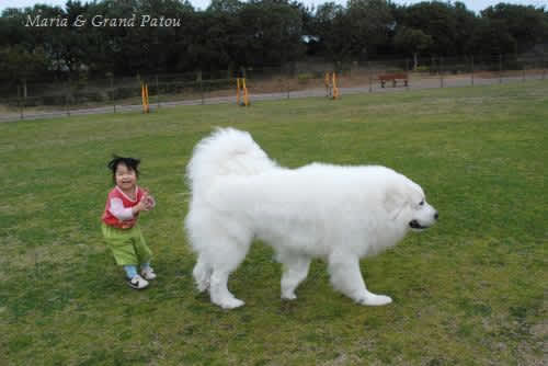 超大型犬と子どもの関係 ピレネーの山の犬 ｚｉｏｎ シオン