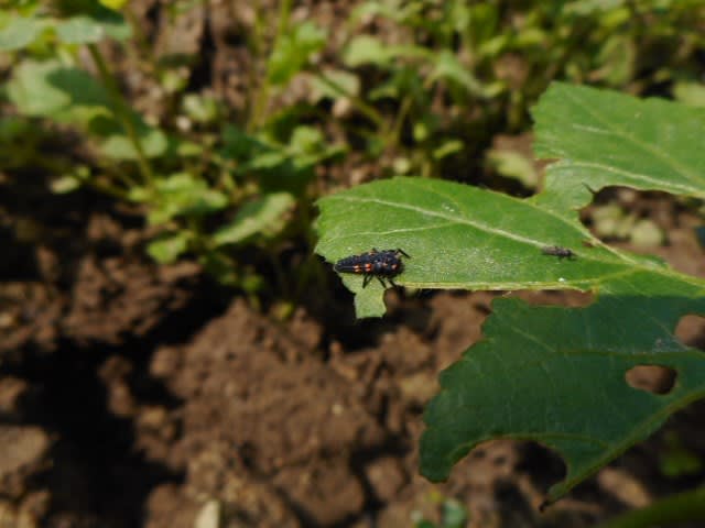 オクラに七星瓢虫の若齢幼虫 キンちゃんの マイコレ Part