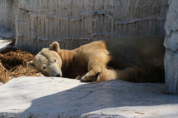 ホッキョクグマの赤ちゃんデビュー 天王寺動物園 地花景路 ちかけいろ ホッキョクグマの赤ちゃんデビュー 天王寺動物園 地花景路 ちかけいろ
