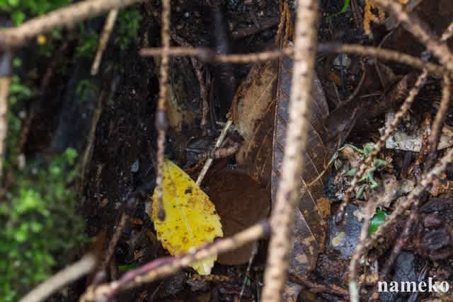 「遠征」のブログ記事一覧バカデミック採集生活