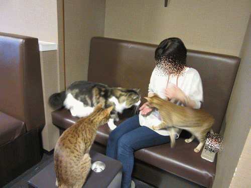 猫カフェ のブログ記事一覧 ミータワ ルド