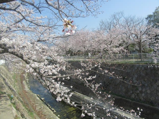 須磨離宮公園の花だより On 18 3 29 Chiku Chanの神戸 岩国情報 散策とグルメ