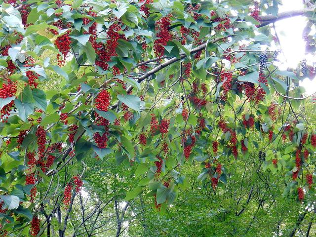 樹木の中でも美しさ1番の イイギリの赤実 春夏秋冬 花 Mikio