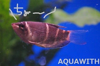 チョコレートグラミー アクアウィズのオススメ 熱帯魚