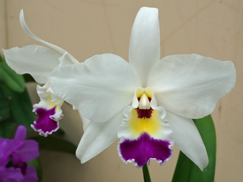 Lc Clar Hancock Brent Wood カトログ カトレヤ交配種のブログ Hybrid Cattleya S Blog Database