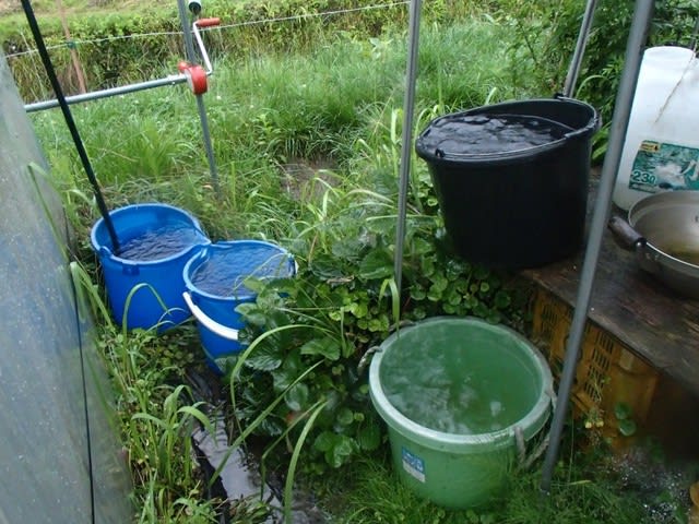 雨の野良仕事 自然観察 畑の水脈チェック 無農薬 自然菜園 自然農法 自然農 で 自給自足life 持続可能で豊かで自然な暮らしの分かち合い