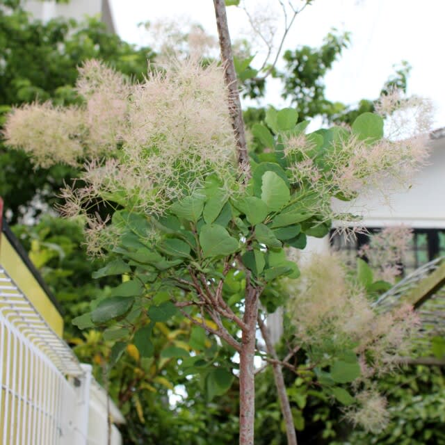 ふわふわスモークツリー 沖縄の史跡と沖縄四季の花