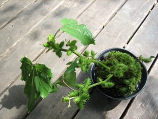 苔玉5 ひっつき虫a苔玉 オオオナモミ 水鳥も集団下校 苔玉ごろごろ だから苔想 道草めも 苔玉5 ひっつき虫a苔玉 オオオナモミ 水鳥も集団下校 苔玉ごろごろ だから苔想 道草めも