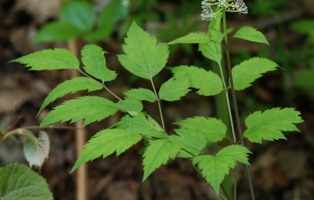 ショウマ類で開花一番手のルイヨウショウマ 井伊影男の植物観察 ショウマ類で開花一番手のルイヨウショウマ 井伊影男の植物観察
