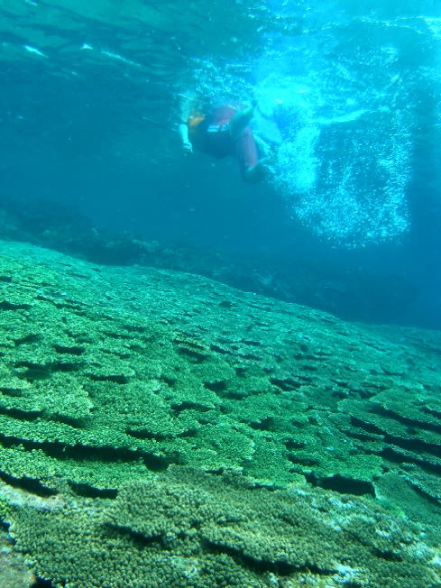 珊瑚礁とウミガメの島 沖えらぶダイブセンターの日々