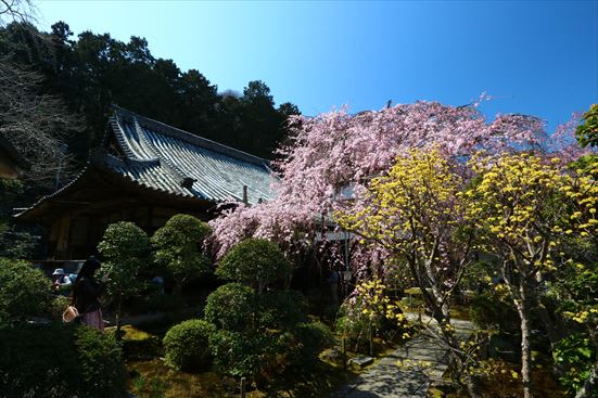 R_20170405YHWG7658.jpg