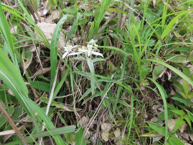 高ボッチ高原・鉢伏山で最近咲いている花　ウスユキソウ（薄雪草）