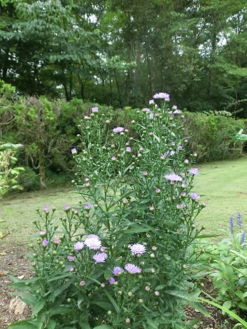 華やぐコスモス 宿根アスター ビクトリアの開花 アンジェラのスローライフ 華やぐコスモス 宿根アスター ビクトリアの開花 アンジェラのスローライフ