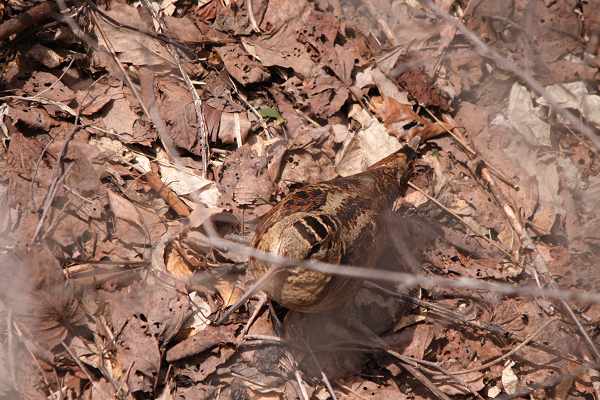 4 11 林道でアハ体験 ことパパの鳥見日記 4 11 林道でアハ体験 ことパパの鳥見日記