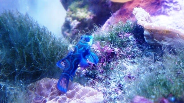 幸せの青い魚 海洋館 あきしの風 波多之國めぐり 幸せの青い魚 海洋館 あきしの風 波多之國めぐり