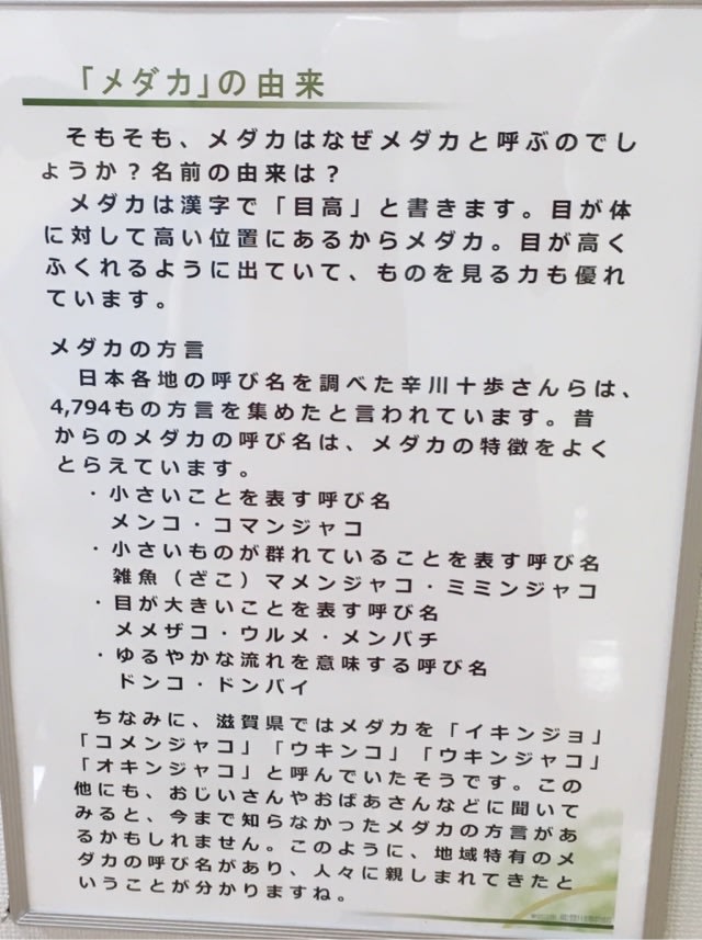 メダカ展 あなたの知らない世界 壱 Life Is Fun