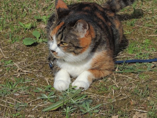猫 のブログ記事一覧 猫と田舎の風景と