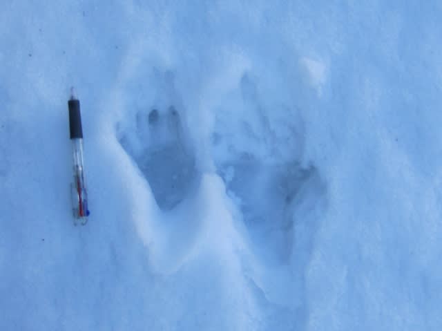 雪の上のニホンザルの足跡 頼成 らんじょう の森だより